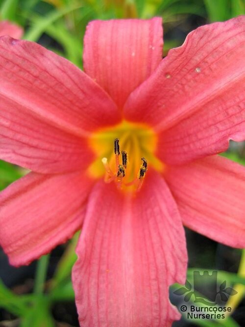 HEMEROCALLIS 'Pink Damask'  