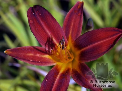 HEMEROCALLIS 'Sammy Russell'  