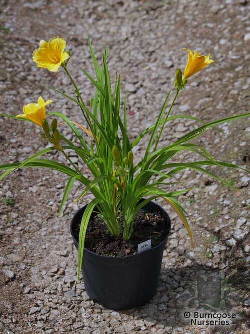 HEMEROCALLIS 'Stella de Oro'  