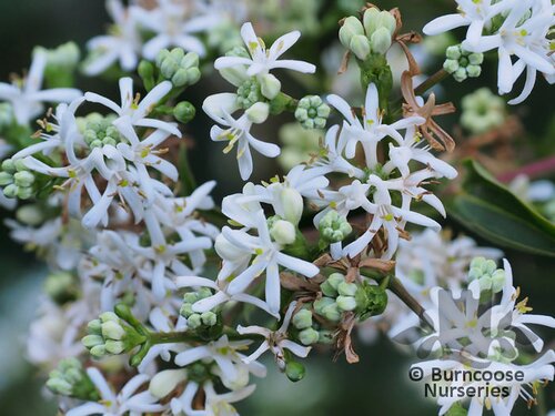 HEPTACODIUM miconioides  