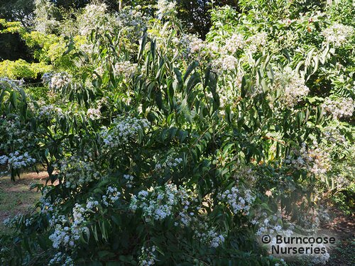 HEPTACODIUM   