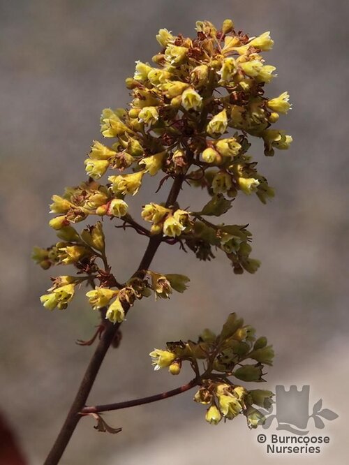 HEUCHERA 'Blondie'  