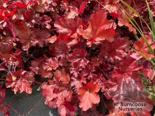 HEUCHERA 'Boysenberry'  