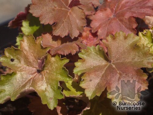 HEUCHERA 'Cherry Cola'  