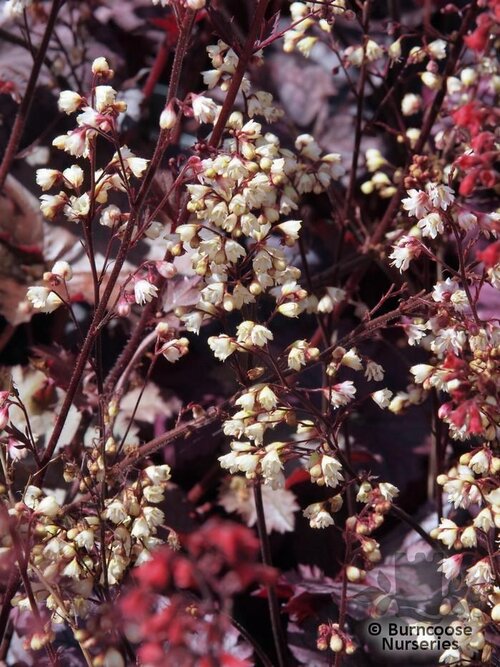 HEUCHERA 'Chocolate Ruffles'  