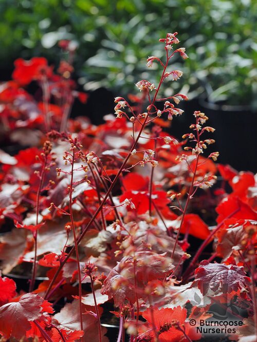 HEUCHERA 'Fire Chief'  