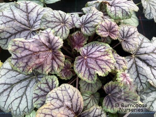 HEUCHERA 'Green Spice'  