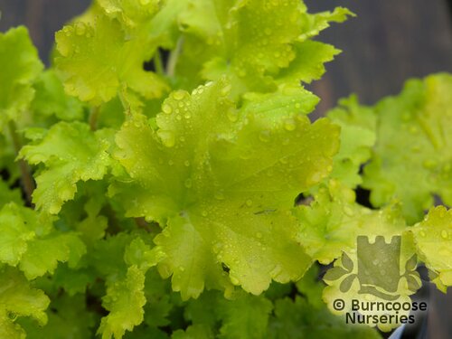 HEUCHERA 'Lime Marmalade'  