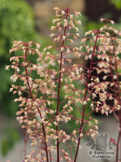 HEUCHERA 'Marmalade'  