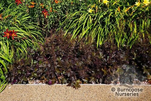 HEUCHERA 'Obsidian'  