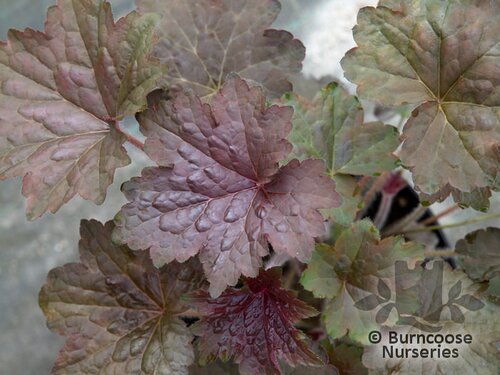 HEUCHERA 'Palace Purple'  