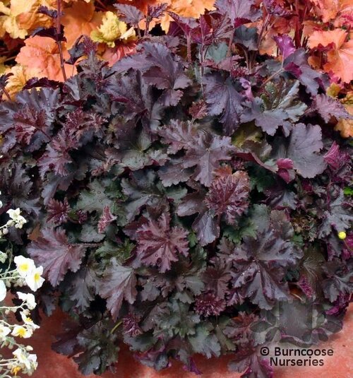 HEUCHERA 'Purple Petticoats'  