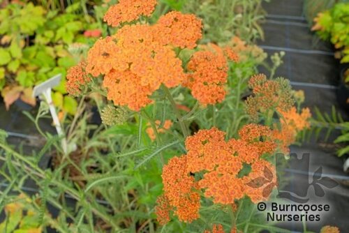ACHILLEA 'Terracotta'  