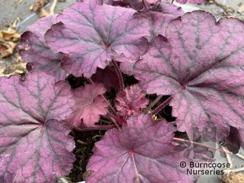 HEUCHERA 'Wild Rose'  