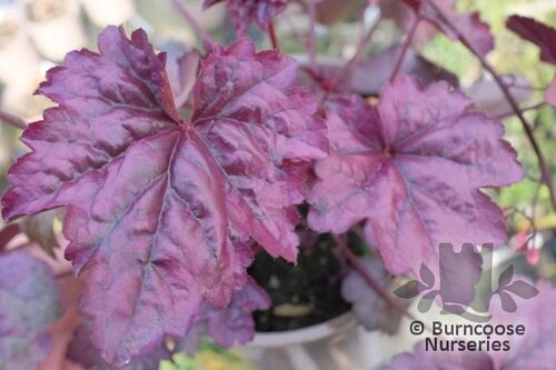 HEUCHERA 'Wildberry'  