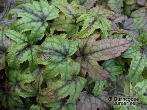 x HEUCHERELLA 'Kimono'  