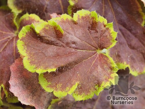 x HEUCHERELLA 'Solar Eclipse'  