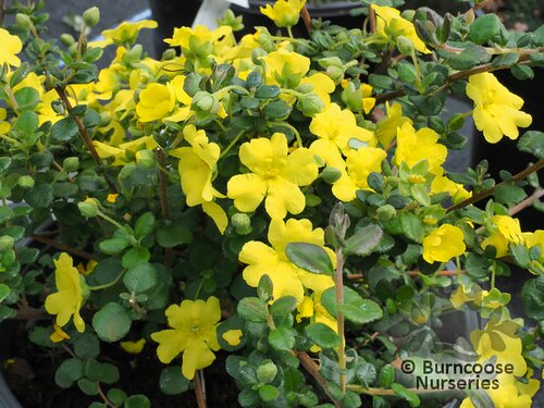 HIBBERTIA aspera  