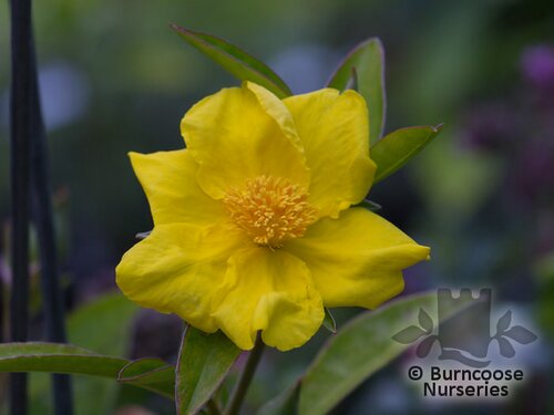 HIBBERTIA   