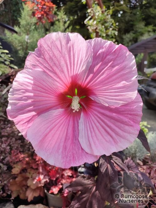 HIBISCUS moscheutos 'Starry Starry Night' 