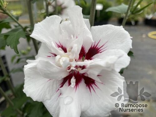 HIBISCUS syriacus 'China Chiffon' 