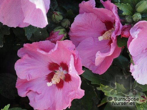 HIBISCUS syriacus 'Hamabo' 