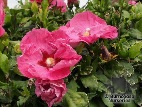 HIBISCUS syriacus 'Woodbridge' 