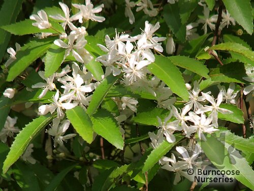 HOHERIA angustifolia  