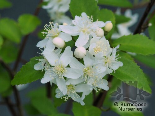 HOHERIA 'Borde Hill'  