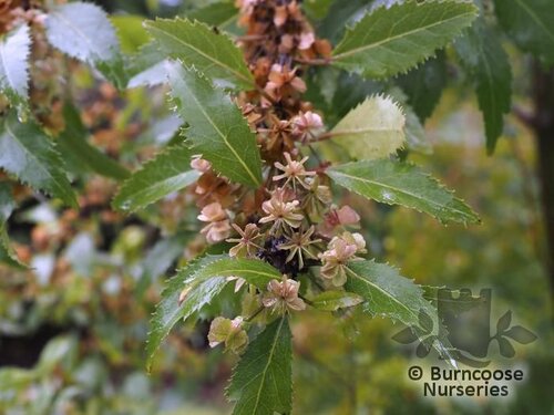 HOHERIA sexstylosa 'Crataegifolia' 