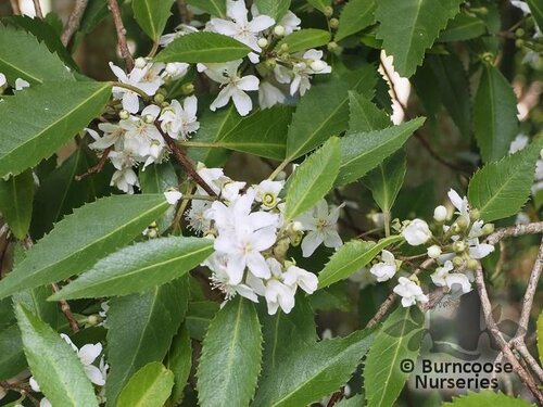 HOHERIA sexstylosa 'Snow White' 