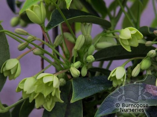 STAUNTONIA latifolia  