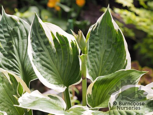 HOSTA 'Minuteman'  