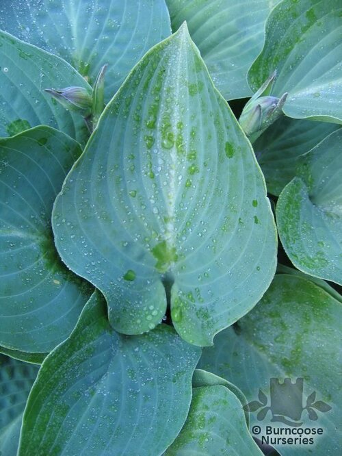 HOSTA tokudama 'Blue Cadet' 