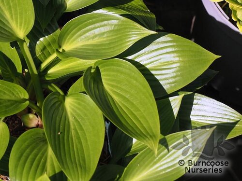 HOSTA 'Devon Green'  