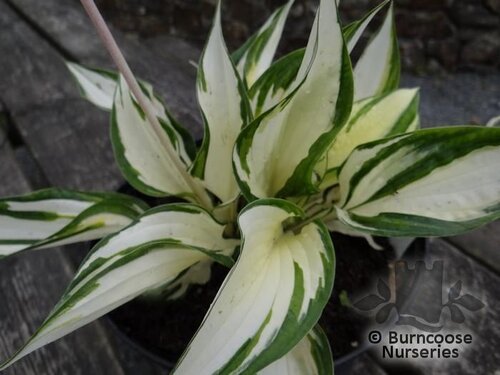 HOSTA 'Fire and Ice'  