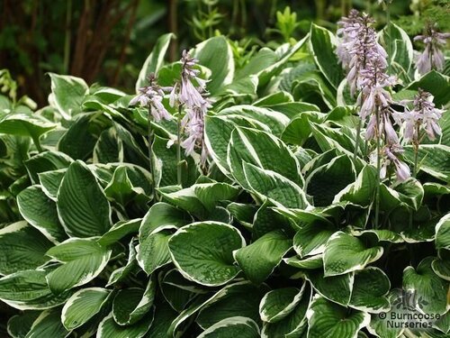 HOSTA   