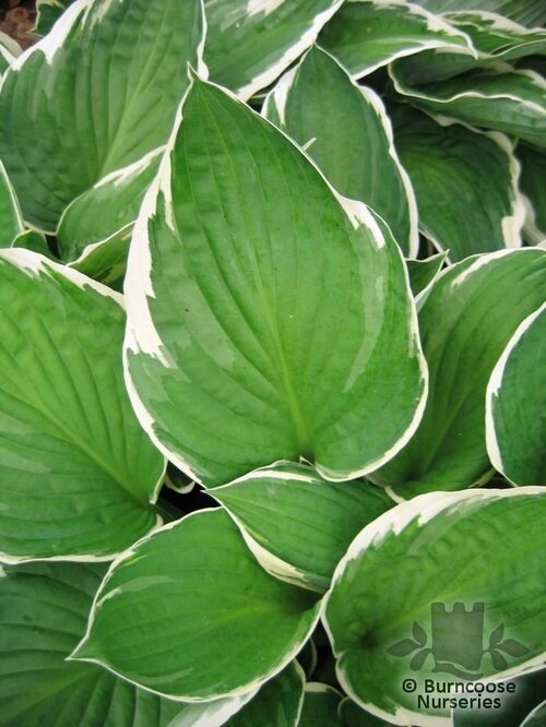 HOSTA 'Francee'  