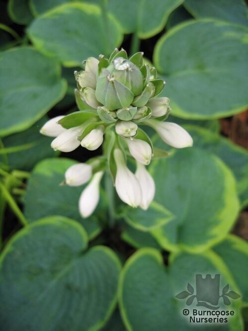 HOSTA sieboldiana 'Frances Williams' 