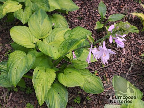 HOSTA 'Guacamole'  