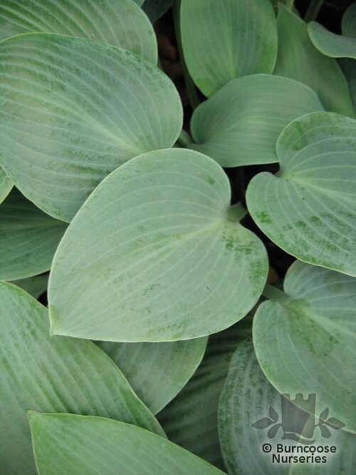 HOSTA 'Halcyon'  
