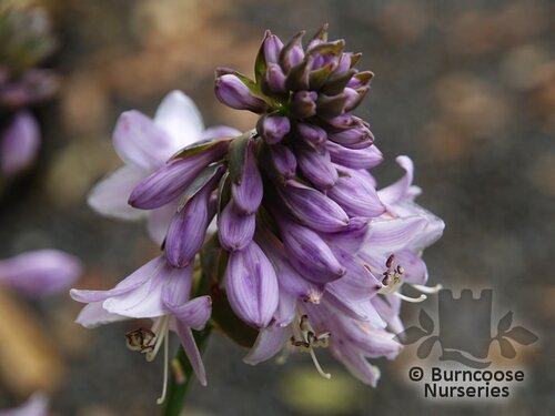 HOSTA 'Orange Marmalade'  