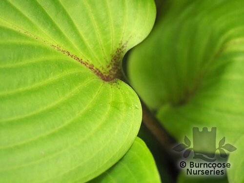 HOSTA 'Purple Heart'  