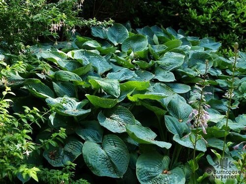 HOSTA sieboldiana  
