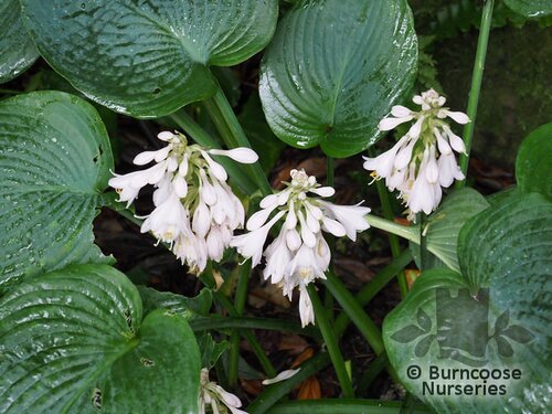 HOSTA sieboldiana elegans 