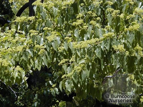 HOVENIA dulcis  
