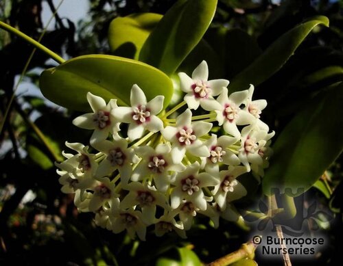 HOYA australis  