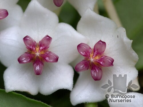 HOYA   