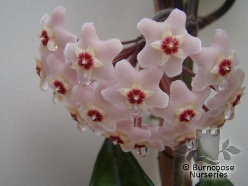 HOYA carnosa  