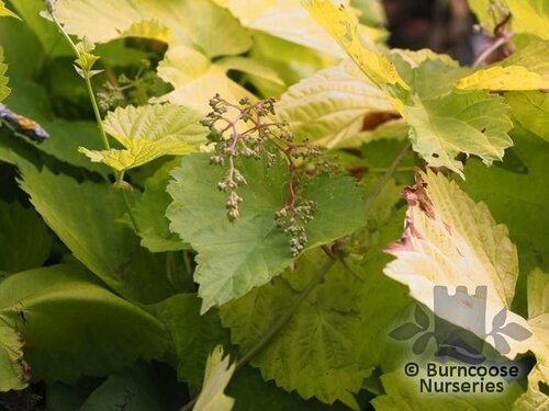 HUMULUS lupulus 'Aureus' 